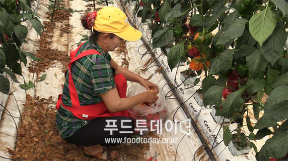 파프리타 수확하는 모습