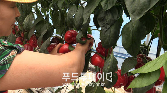 파피리카 수확