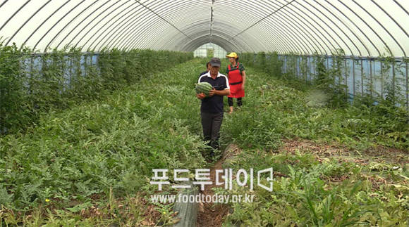 교동면 수박 비닐하우스