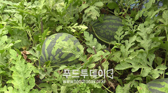 교동면 섬 수박