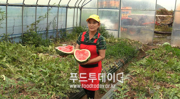 김향희 한국여성농업경영인회원이 강화군 교동면 수박을 선보이고 있다.