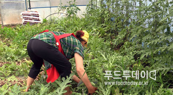 수박 수확하는 모습