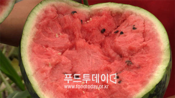 교동면 섬 수박