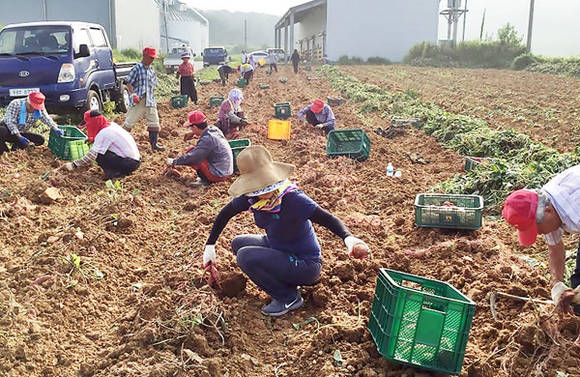 정읍시 소성면 희망나눔프로젝트 고구마 수확 (전북 정읍시청 제공)