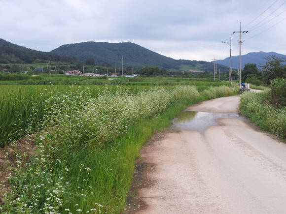 고창군 메밀꽃길 (전북 고창군청 제공)