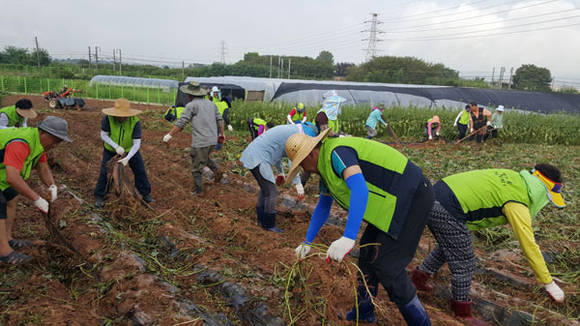 전북 익산시 고구마 수확 (전북 익산시청 제공)