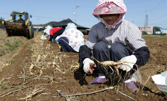 태안군 인삼 수확 (충남 태안군청 제공)