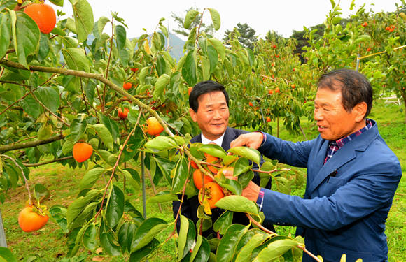 박우정 고창군수 2015 최고품질 과실생산 시범사업 결과평가회 (전북 고창군청 제공)