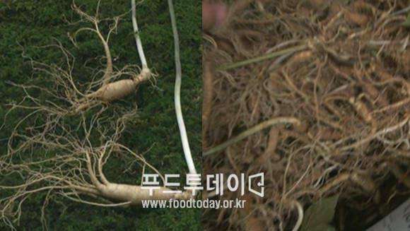 진품 산양산삼, 새싹삼 (일명 야채)