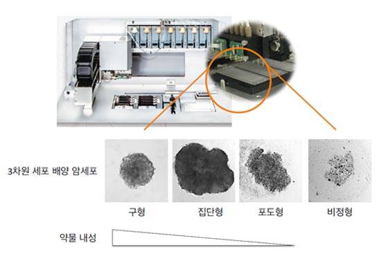 3차원 세포 배양 방식으로 배양된 암세포는 4가지인 구형, 집단형, 포도형, 비형성형의 형태를 나타나게 된다. (차세대융합기술연구원 제공)