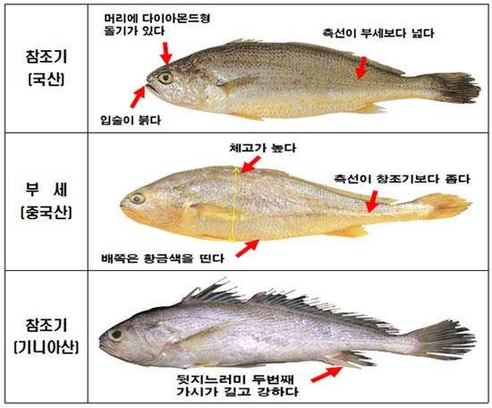 국내 수산물과 수입 수산물 비교
