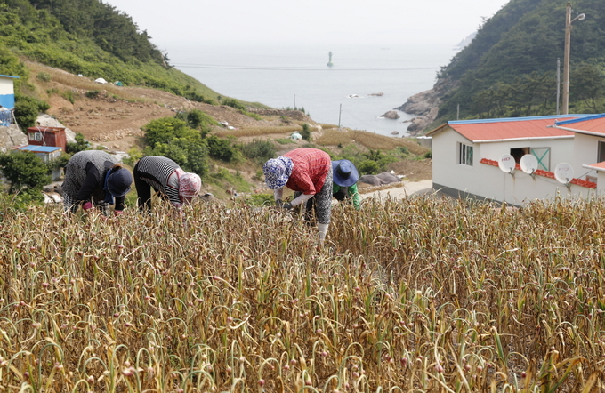 태안군이 고품질 태안 육쪽마늘의 우량종구 생산지인 근흥면 가의도의 마늘을 군 전역의 재배농가에 공급하는 ‘가의도 우량종구 지원 사업’을 추진한다. 사진은 지난 27일 가의도 농민들이 육쪽마늘을 수확하는 모습.