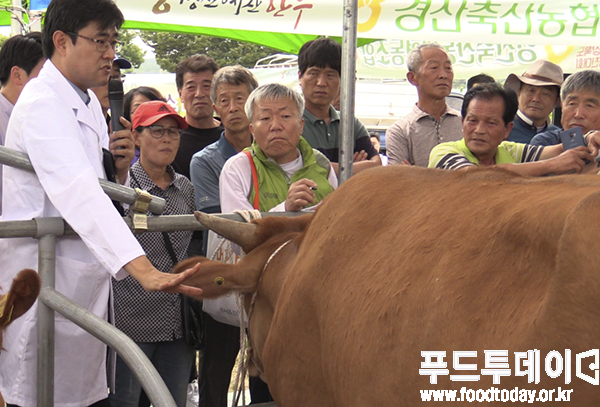 한우경진대회에서 한우 우수 품종을 가리기 위해 심사를 하고 있다