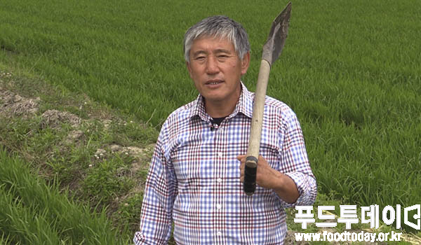 강원도 양양 논에서 김광섭 한국쌀전업농중앙연합회장이 푸드투데이와 인터뷰하고 있다.