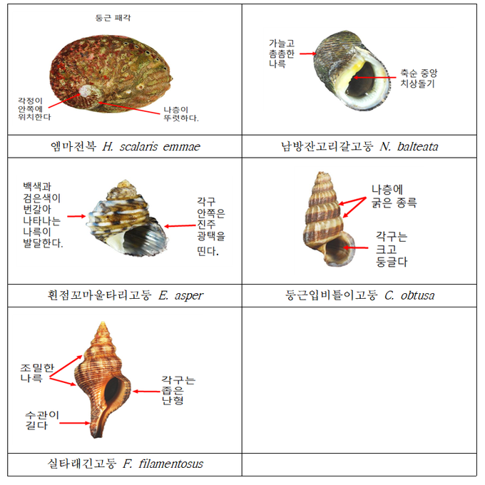 국내 명칭이 없었던 패류 5종