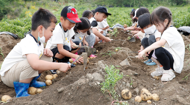 괴산감물감자축제 (충북 괴산군)