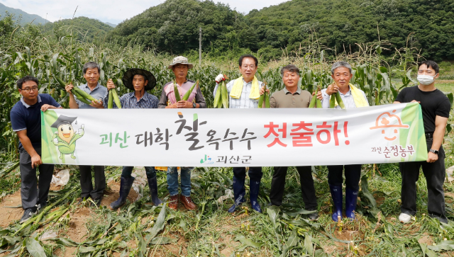 괴산찰옥수수 (충북 괴산군)