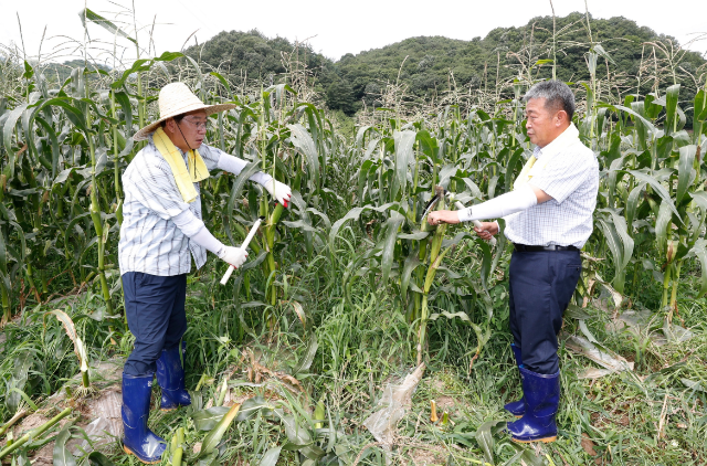 괴산찰옥수수 (충북 괴산군)