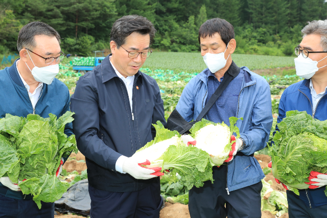 13일 정황근 농림축산식품부 장관이 강원도 평창군 배추밭을 점검하고 있다. (농림축산식품부)