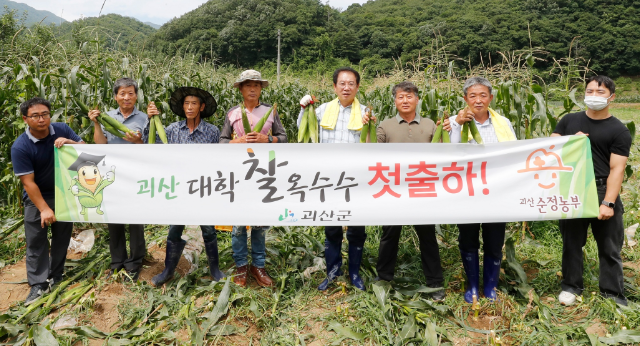괴산 대학찰옥수수 