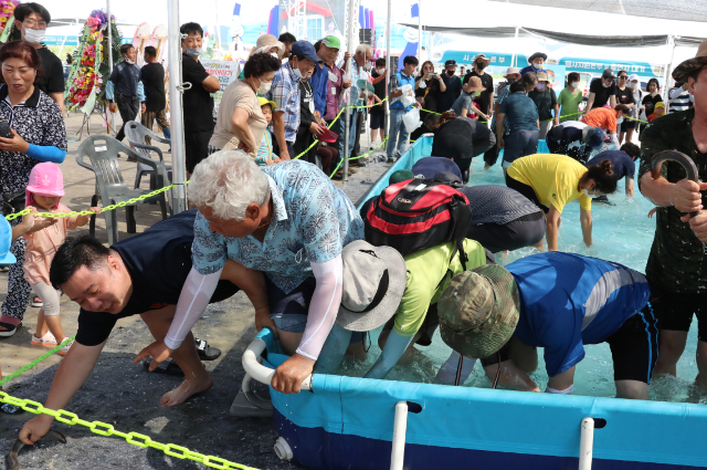 고창갯벌축제 (고창군)