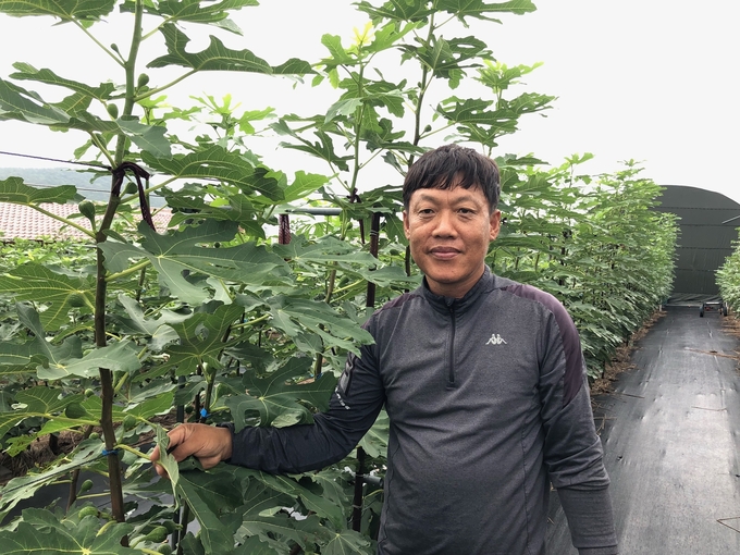 무화과 (전라남도)