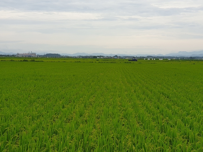 익산 벼 (익산시)