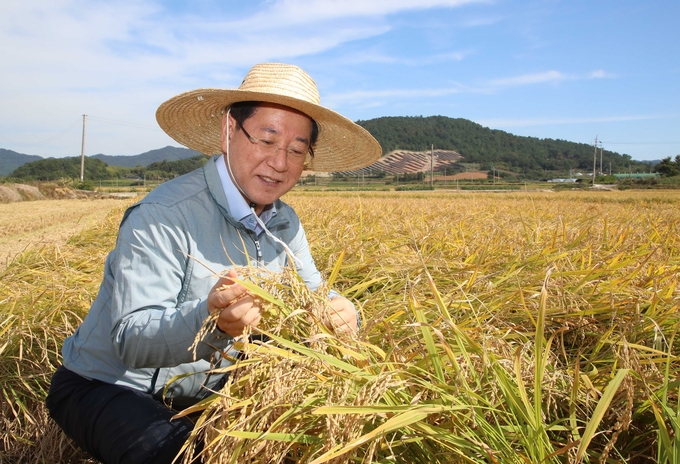 김영록 전남도지사가 1일 쌀 수확 점검 (전라남도)