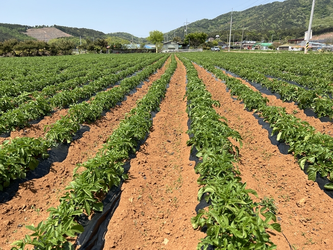 씨감자 (충청남도)