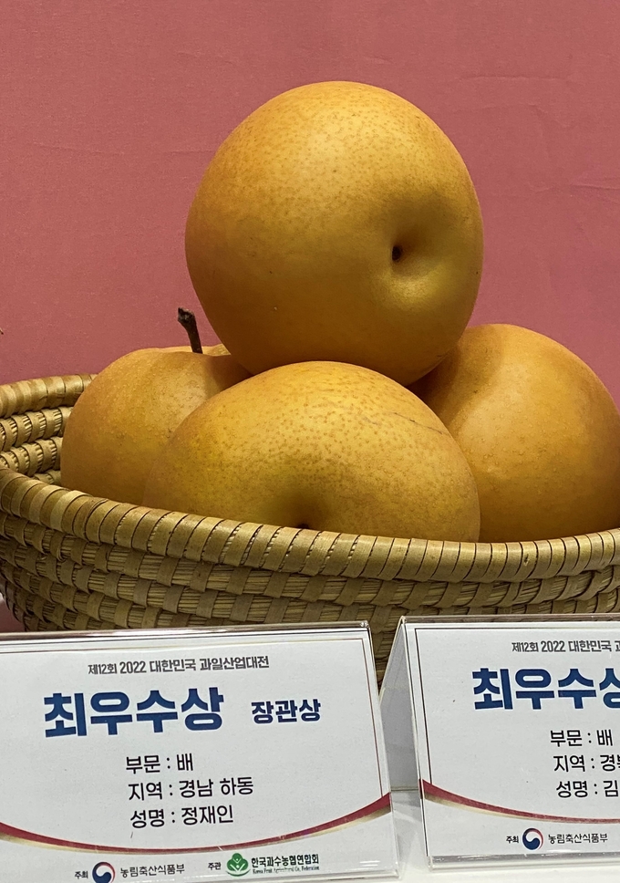 하동 배 (하동군)