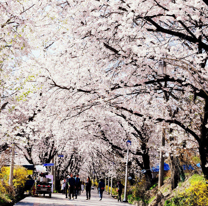 화개정원 벗꽃 (강화군)