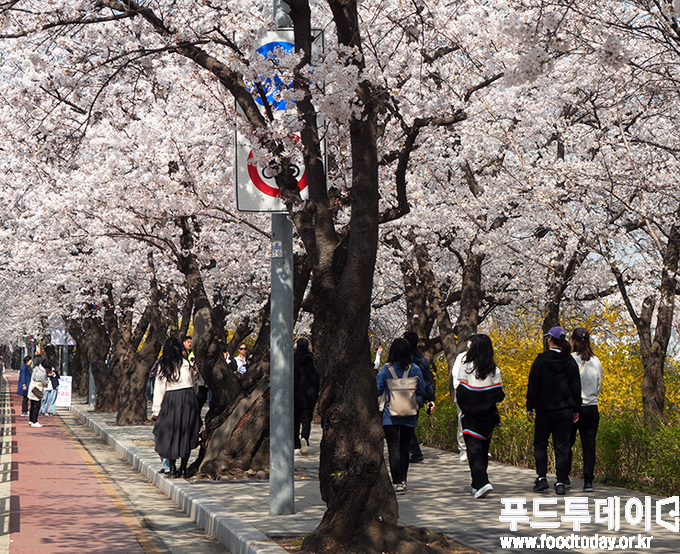 2023 서울 여의도 벚꽃축제