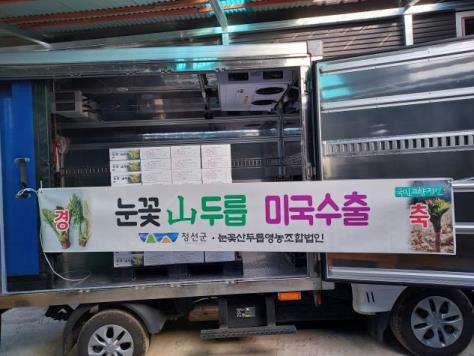 눈꽃산두릅 출하 (강원도)