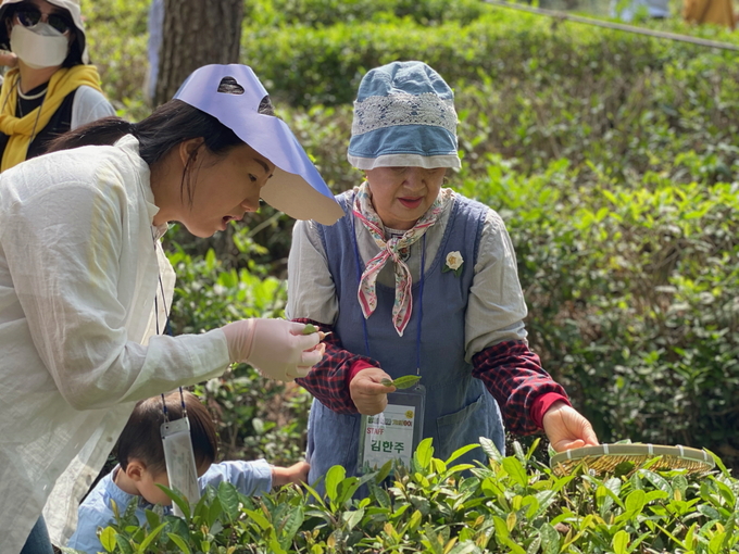 익산 최북단 야생 녹차 체험행사 (익산시)