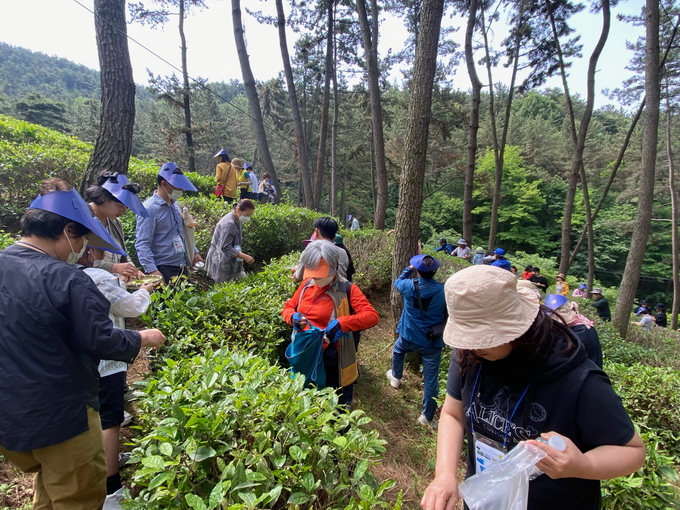 익산 최북단 야생 녹차 체험행사 (익산시)