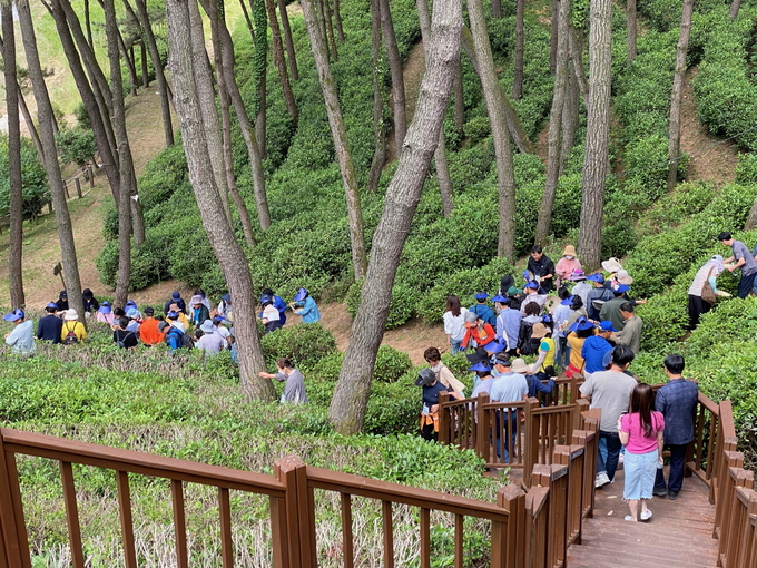 익산 최북단 야생 녹차 체험행사 (익산시)