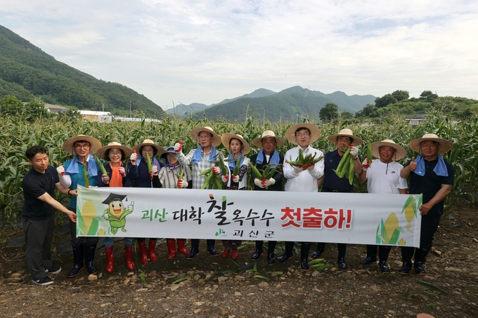 대학찰옥수수 출하 (괴산군)