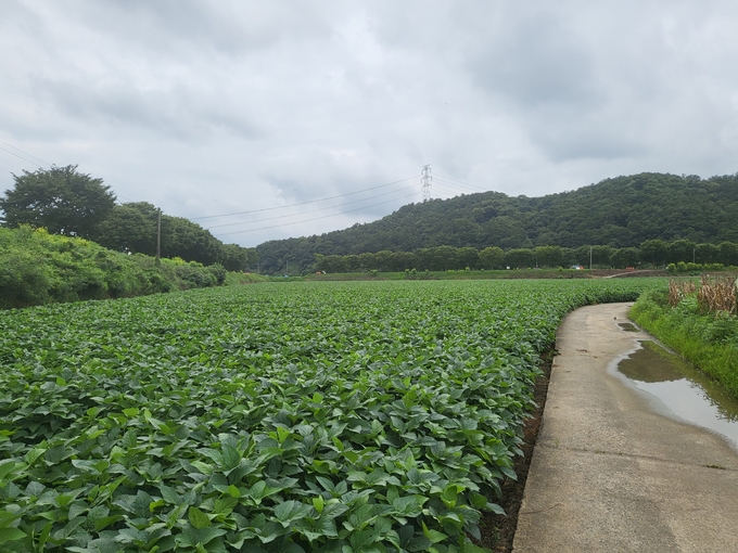 콩 재배 단지 (전라남도)