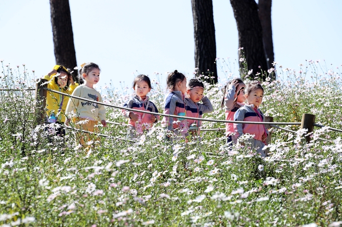 정읍 구절초꽃축제 (정읍시)
