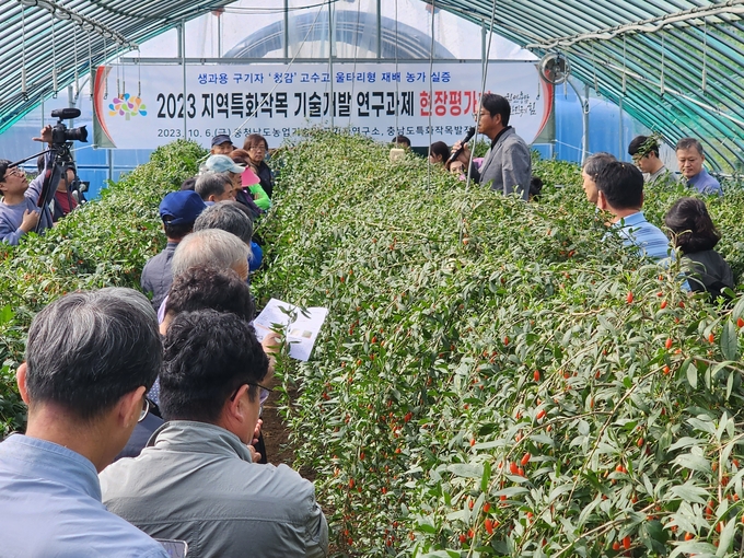 구기자 현장 평가 (충청남도)