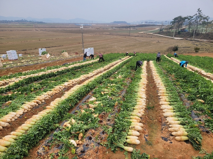 전남 무안 포전에서 수매비축을 위한 무 수확 (한국농수산식품유통공사 제공)