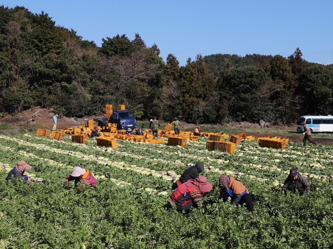 제주도 구좌읍 겨울무 정부수매 수확 포전 (한국농수산식품유통공사 제공)