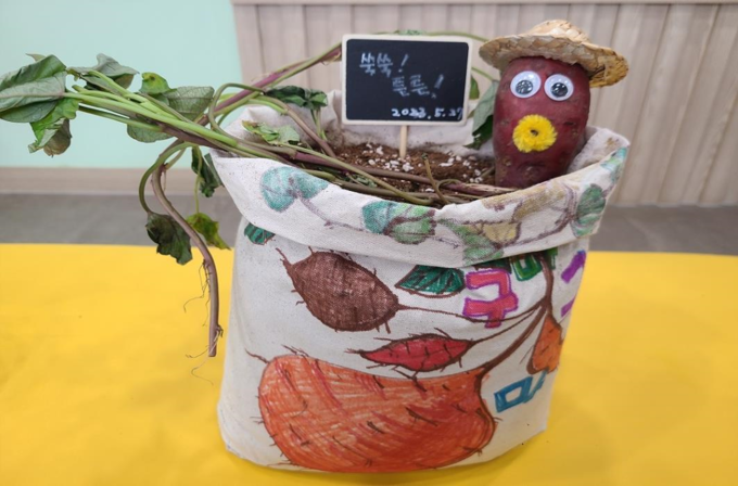 조내기 고구마 (부산시)