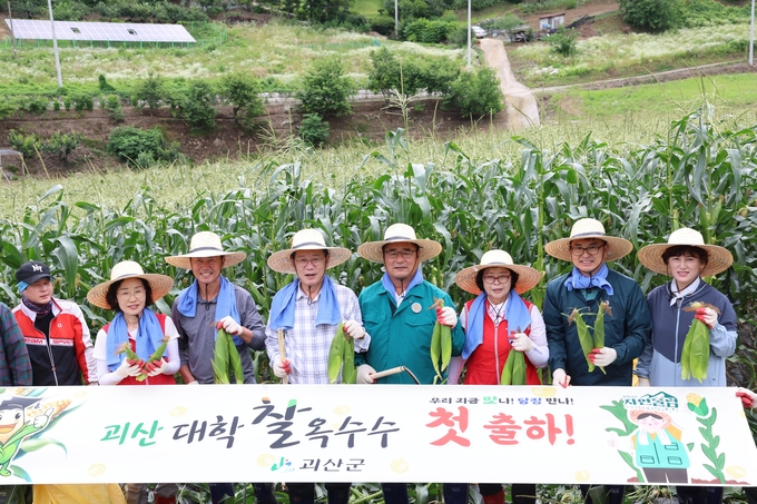 대학찰옥수수 첫 출하 (괴산군)