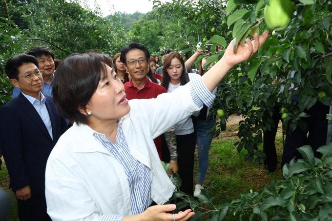 지난 11일 송미령 농림축산식품부 장관은 대구광역시 군위군에 위치한 대구경북능금농협 군위 농산물산지유통센터(APC)를 찾아 2024년 햇사과(썸머킹) 선별·출하 현장을 격려하고, 사과 생육과 재해대응 상황을 점검했다. (농림축산식품부 제공)