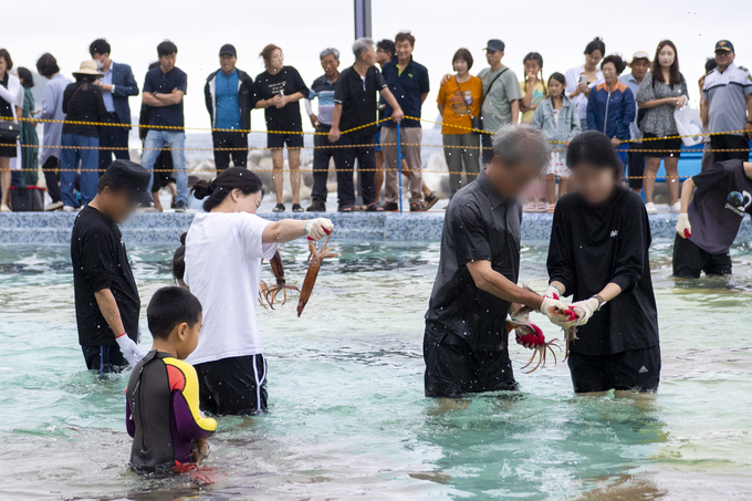 오징어축제 (경상북도)