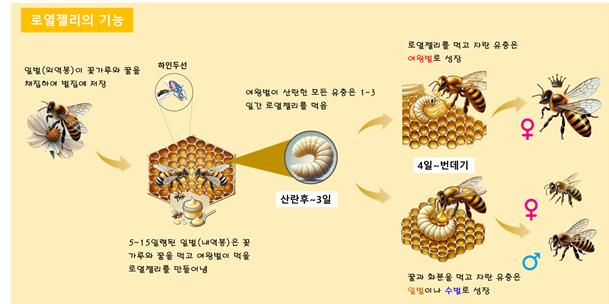로열젤리 기능 (농촌진흥청 제공)