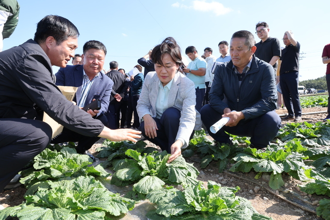 가을배추 생육 점검 (농림축산식품부 제공)