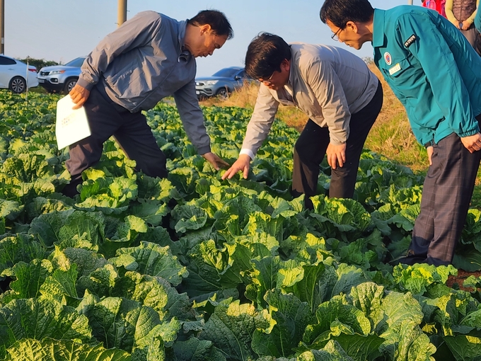 권재한 농촌진흥청장, 고창군 배추, 무 재배농가 방문 (고창군)