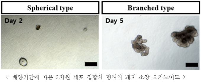  돼지의 장 성체줄기세포 추출 및 3차원 배양을 통한 소장 오가노이드 형성 (농촌진흥청 제공)